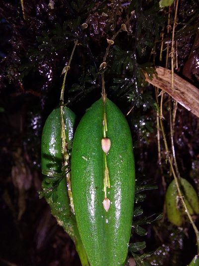 Lepanthes mucronata, photographed by Daniel Mesa