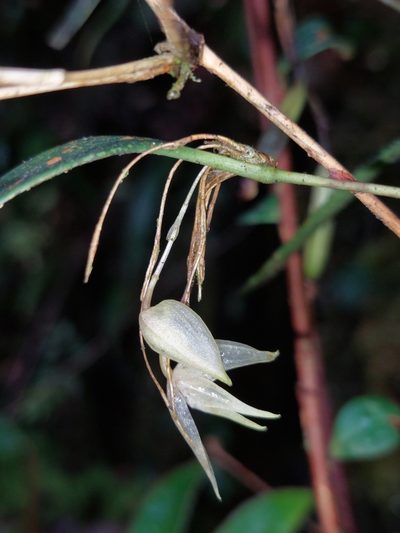 Pleurothallis pulvinaris, photographed by Daniel Mesa