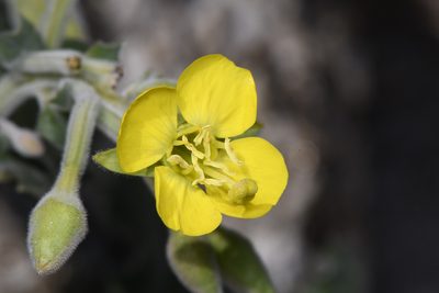 Chylismia cardiophylla