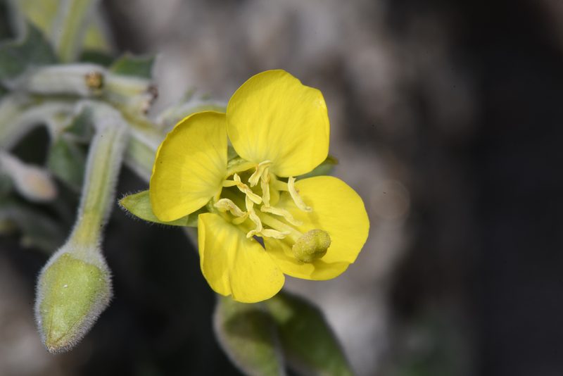 Chylismia cardiophylla, photographed by Trevor Van Loon