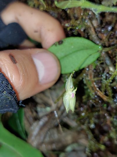 Lepanthes dunstervilleorum, photographed by Daniel Mesa