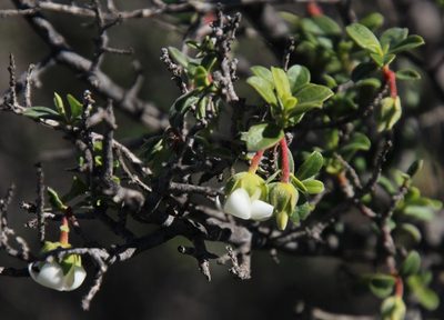 Diospyros ramulosa, photographed by Tony Rebelo