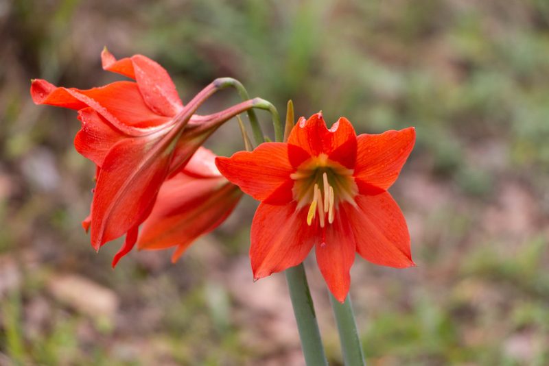 Hippeastrum puniceum, photographed by Bruno de Medeiros