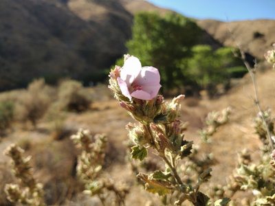 Malacothamnus marrubioides, photographed by Daniel S.