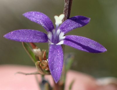 Theilera guthriei, photographed by Nicola van Berkel