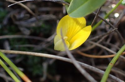 Aspalathus patens, photographed by Nicola van Berkel