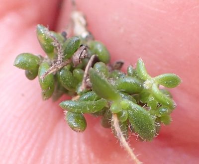 Aspalathus patens, photographed by Nicola van Berkel