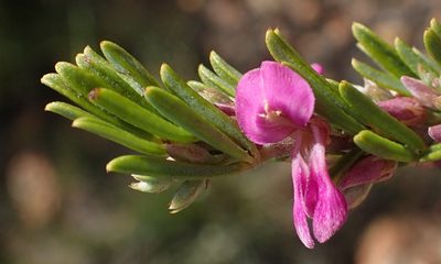 Indigofera pappei, photographed by Nicola van Berkel