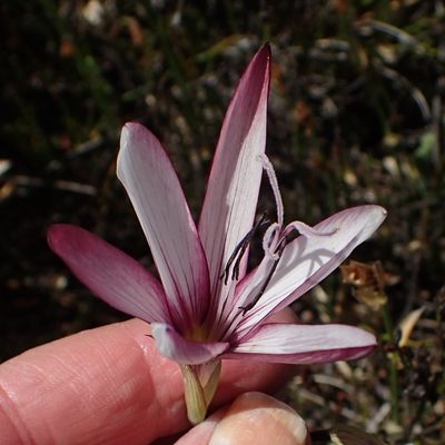 Geissorhiza fourcadei, photographed by Nicola van Berkel