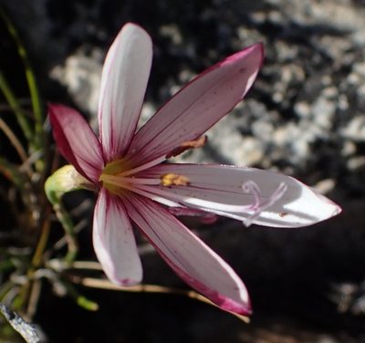 Geissorhiza fourcadei, photographed by Nicola van Berkel