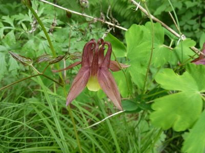 Aquilegia oxysepala, photographed by Andreas Taeger