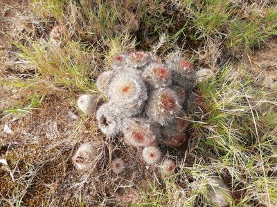 Parodia scopa, photographed by Agustina Medina