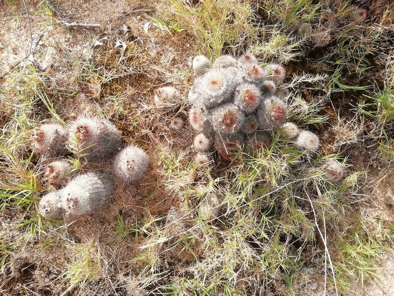 Parodia scopa, photographed by Agustina Medina