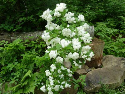 Deutzia parviflora, photographed by Andreas Taeger