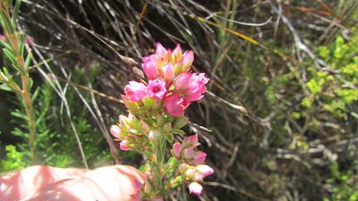 Erica taxifolia, photographed by James Deacon