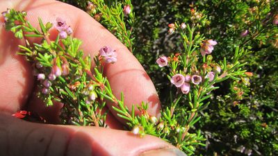 Erica curvirostris, photographed by James Deacon