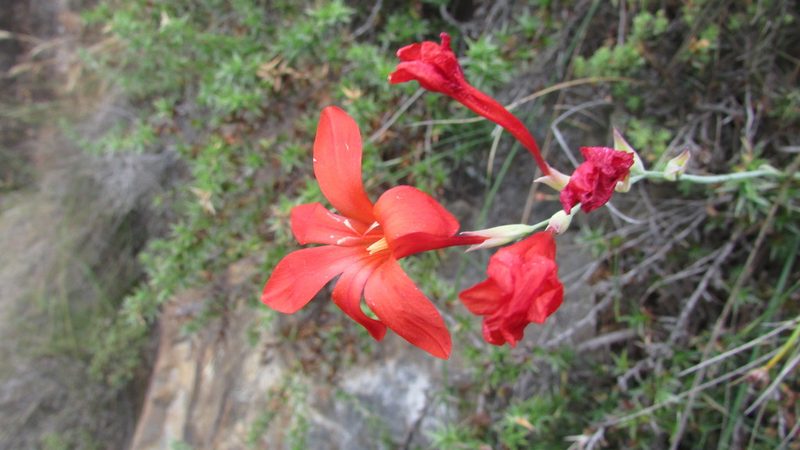Gladiolus nerineoides, photographed by James Deacon