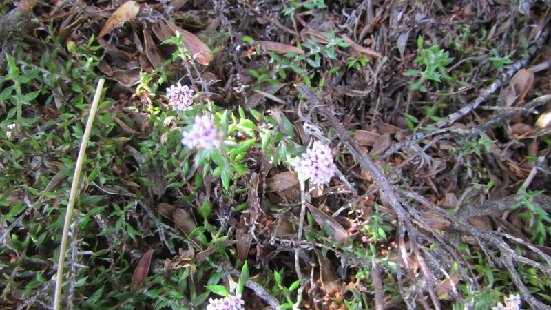 Stoebe prostrata, photographed by James Deacon