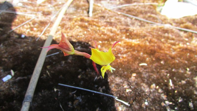 Disa tenuifolia, photographed by James Deacon