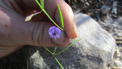Psoralea laxa, photographed by James Deacon