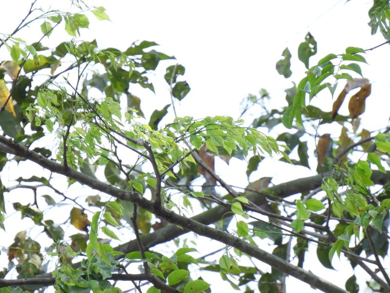 Pterocarpus indicus, photographed by Samuel Lee