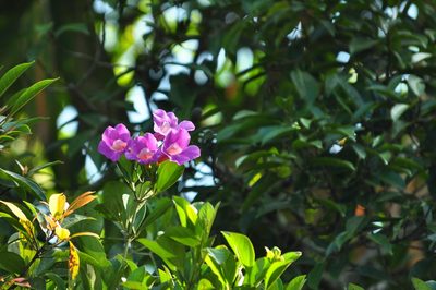 Bignonia magnifica, photographed by Cheongweei Gan