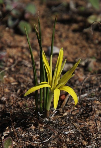 Empodium flexile, photographed by Tony Rebelo