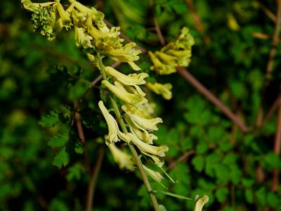 Corydalis balansae, photographed by Jacy Chen