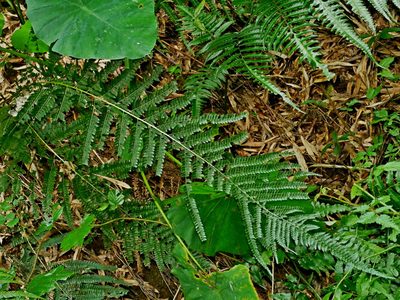 Microlepia strigosa, photographed by Jacy Chen