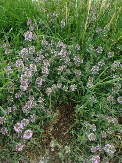 Thymus kosteleckyanus, photographed by carnifex