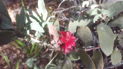Arctostaphylos glandulosa, photographed by Isaac Krone