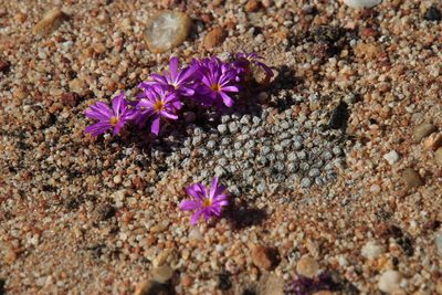Conophytum minusculum, photographed by Tony Rebelo