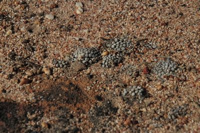 Conophytum minusculum, photographed by Tony Rebelo