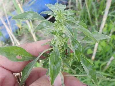 Amaranthus polygonoides, photographed by Sam Kieschnick