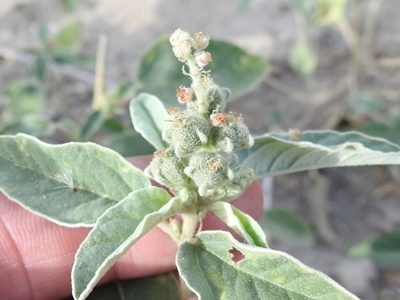 Croton leucophyllus, photographed by Sam Kieschnick