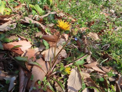 Taraxacum platycarpum, photographed by mami_t_t