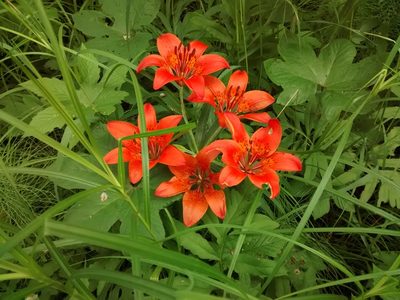 Lilium pensylvanicum, photographed by Andreas Taeger