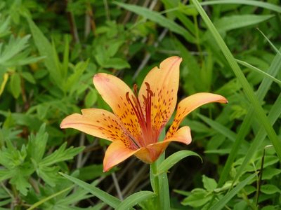 Lilium pensylvanicum, photographed by Andreas Taeger