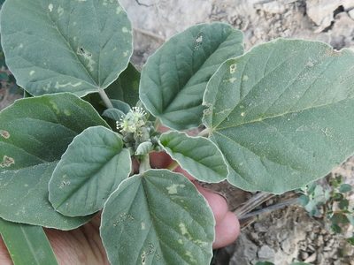 Croton leucophyllus, photographed by Sam Kieschnick