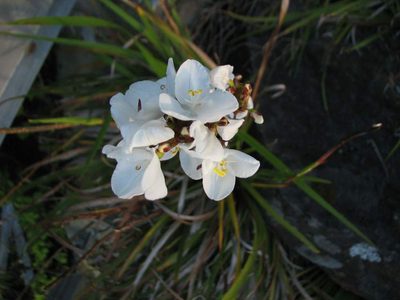 Libertia chilensis, photographed by Cesar Ormazabal