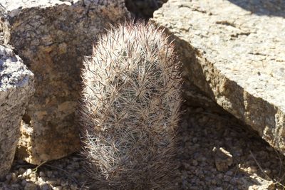 Pelecyphora alversonii, photographed by Arvel Hernandez