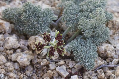 Lomatium mohavense, photographed by Arvel Hernandez