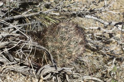 Pelecyphora alversonii, photographed by Arvel Hernandez