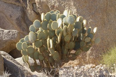 Opuntia chlorotica, photographed by Arvel Hernandez
