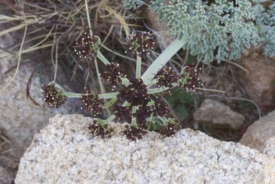Lomatium mohavense, photographed by Arvel Hernandez