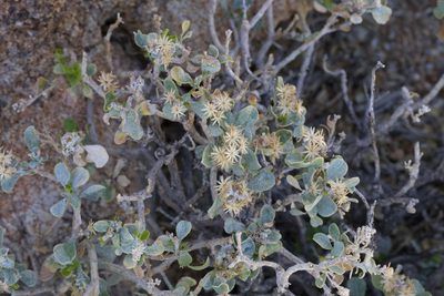 Ericameria cuneata, photographed by Arvel Hernandez