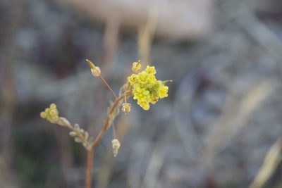 Descurainia pinnata, photographed by Arvel Hernandez