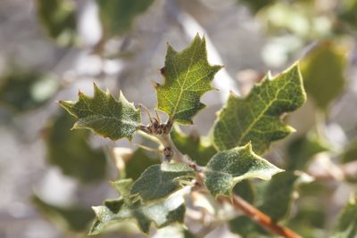 Quercus cornelius-mulleri, photographed by Arvel Hernandez