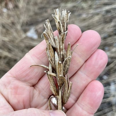 Oenothera biennis, photographed by Jamie VanBuskirk