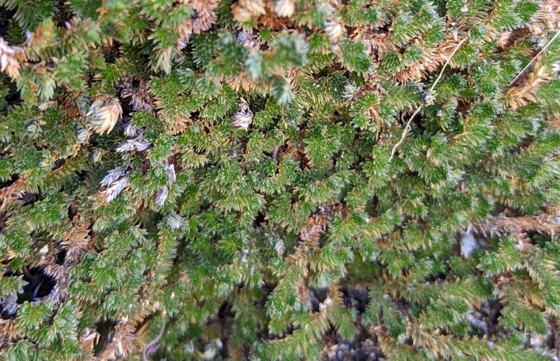 Selaginella eremophila, photographed by velodrome